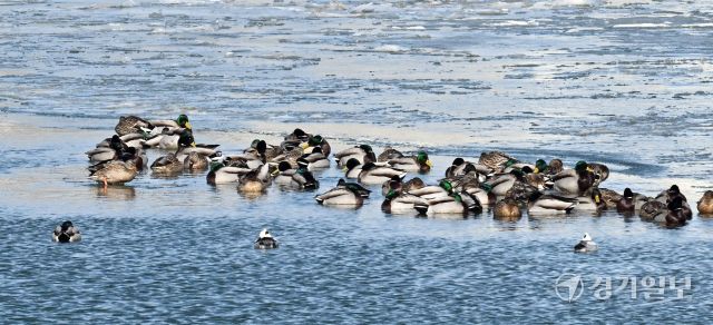 매섭게 몰아친 북극 한파가 지속되고 있는 25일 인천 서구 경인아라뱃길에서 청둥오리들이 얼음 위에 올라와 휴식을 취하고 있다. 조병석기자