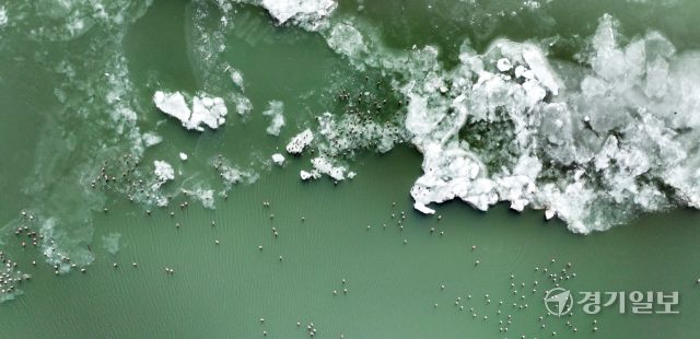 매섭게 몰아친 북극 한파가 지속되고 있는 25일 인천 서구 경인아라뱃길에서 청둥오리들이 얼음 위에 올라와 휴식을 취하고 있다. 조병석기자