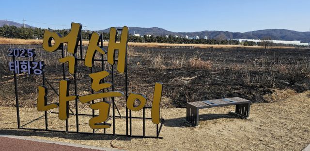 불에 탄 울산 태화강 물억새 군락지 모습. 연합뉴스