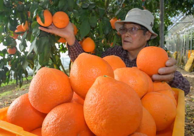 25일 오후 안성시 황금향 농원에서 농장주가 주황빛 황금향을 수확하고 있다.