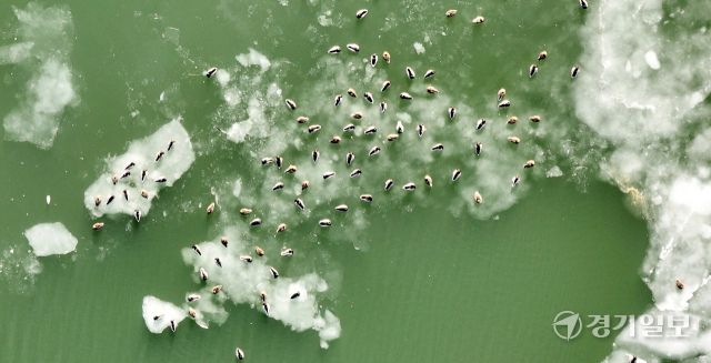 매섭게 몰아친 북극 한파가 지속되고 있는 25일 인천 서구 경인아라뱃길에서 청둥오리들이 얼음 위에 올라와 휴식을 취하고 있다. 조병석기자