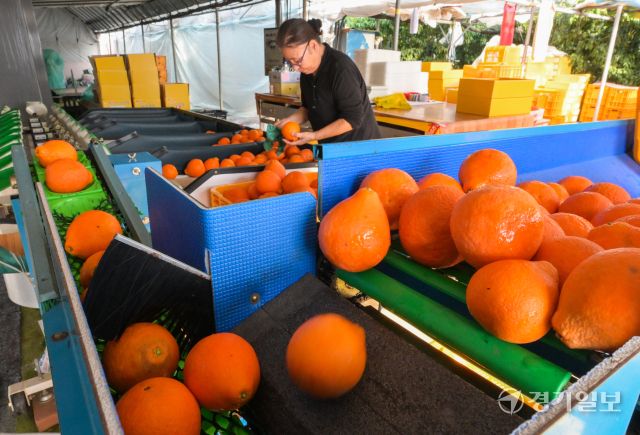 겨울철 과일을 재배 한창, 잘익은 황금향과 딸기 [포토뉴스]
