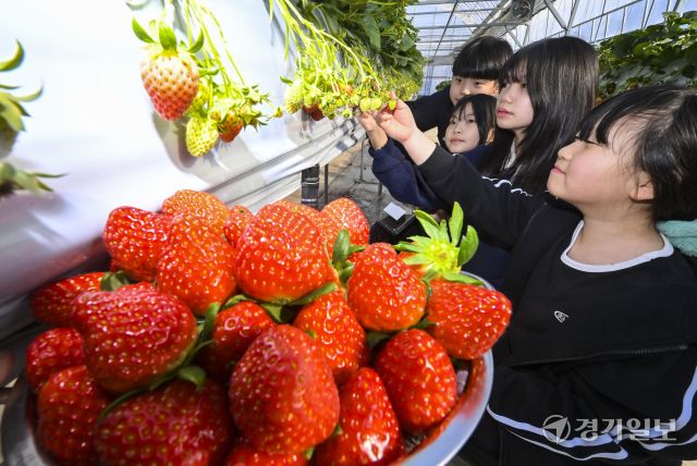 겨울철 과일을 재배 한창, 잘익은 황금향과 딸기 [포토뉴스]