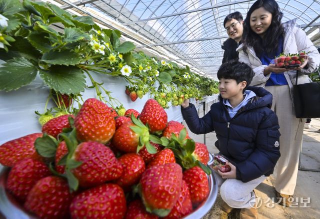 겨울철 과일을 재배 한창, 잘익은 황금향과 딸기 [포토뉴스]