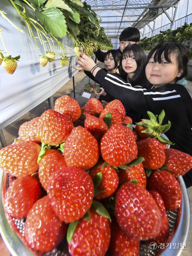 겨울철 과일을 재배 한창, 잘익은 황금향과 딸기 [포토뉴스]
