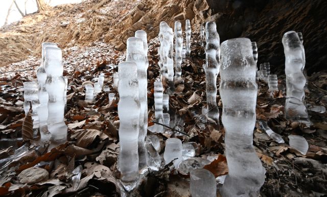 전국적으로 한파가 지속된 25일 인천 부평구 산곡동의 한 토굴 바닥에 역고드름이 자라고 있다. 역고드름은 물이 얼면서 부피가 커질 때 덜 얼어붙은 표면으로 물이 밀려나와 생성되는 현상이다. 조병석기자