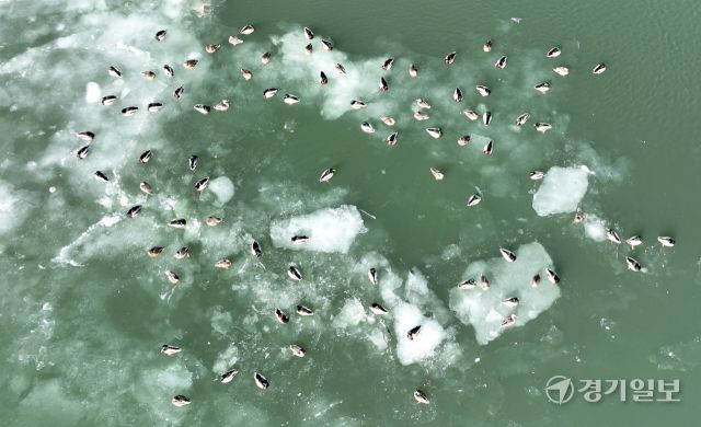 매섭게 몰아친 북극 한파가 지속되고 있는 25일 인천 서구 경인아라뱃길에서 청둥오리들이 얼음 위에 올라와 휴식을 취하고 있다. 조병석기자