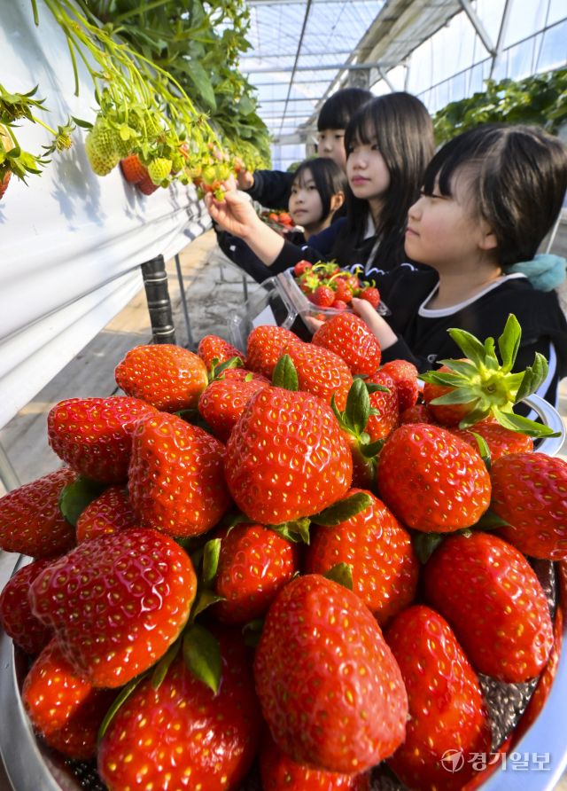 겨울철 과일을 재배 한창, 잘익은 황금향과 딸기 [포토뉴스]