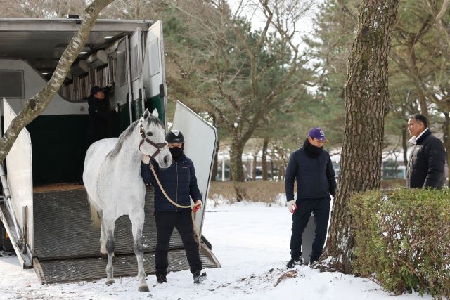 글로벌 최강마로 평가받는 닉스고가 제주목장에 입식하고 있다. 한국마사회 제공
