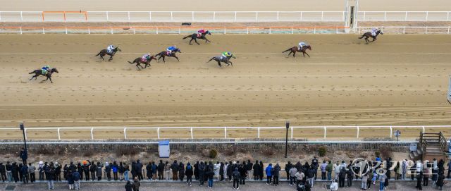 붉은 말의 해인 2026년 병오년 첫 경기가 열린 한국마사회 과천 렛츠런파크에서 경기가 진행되고 있다. 지난 2023년부터 구매 가능한 온라인 마권의 경우 올해부터는 경주당 베팅금액 상한을 10만원으로 상향됐다. 마사회 관계자는 "붉은 말의 해인 올해에는 시민 여러분들 위해 다양한 이벤트와 볼거리를 준비하겠다"고 밝혔다. 윤원규기자
