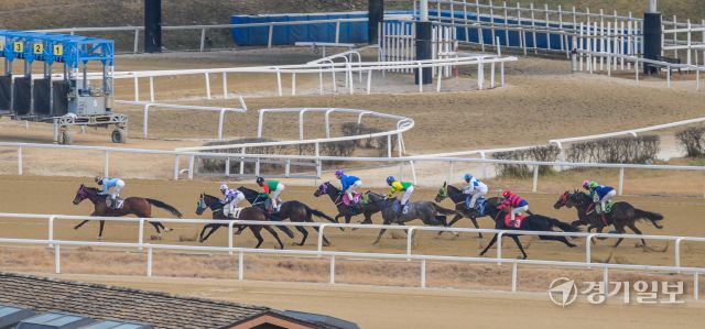 붉은 말의 해인 2026년 병오년 첫 경기가 열린 한국마사회 과천 렛츠런파크에서 경기가 진행되고 있다. 지난 2023년부터 구매 가능한 온라인 마권의 경우 올해부터는 경주당 베팅금액 상한을 10만원으로 상향됐다. 마사회 관계자는 "붉은 말의 해인 올해에는 시민 여러분들 위해 다양한 이벤트와 볼거리를 준비하겠다"고 밝혔다. 윤원규기자