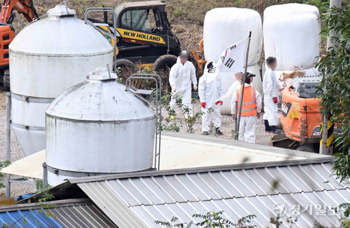 인천 강화군 화도면의 한 축산농가에서 가축위생방역지원본부 관계자들이 살처분 준비를 하고 있다. 경기일보DB