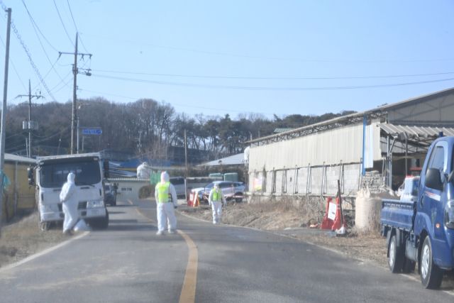 31일 오전 9시께 인천 강화군 송해면 상도리의 한 축산 농가에 구제역이 발생한 가운데, 흰색 방역복을 입은 검역관들이 이 농가를 전면 통제하고 소독 등을 하고 있다. 조병석 기자
