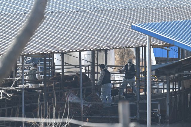 31일 오전 9시께 인천 강화군 송해면 상도리의 한 축산 농가에서 흰색 방역복을 입은 검역관들이 살처분에 앞서 소에 안락사를 위한 주사를 놓고 있다. 조병석 기자