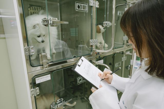 서정대학교 반려동물보건과 학생들이 수업을 듣고 있다. 서정대 제공