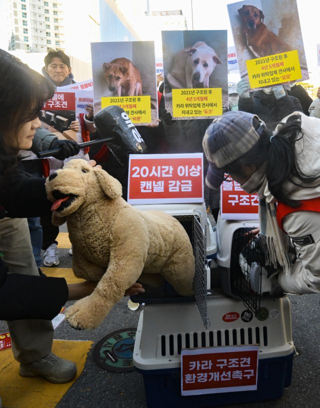 구조견을 해방하라! [포토뉴스]