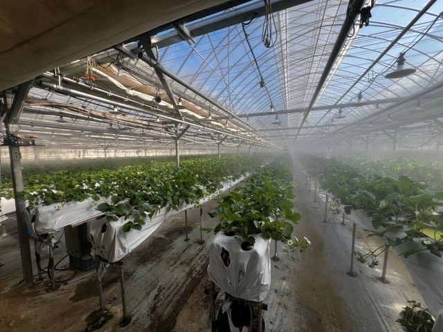 광주시의 ‘선택형 맞춤 농정사업’ 지원을 통해 현대화 시설을 갖춘 딸기 농장. 광주시 제공