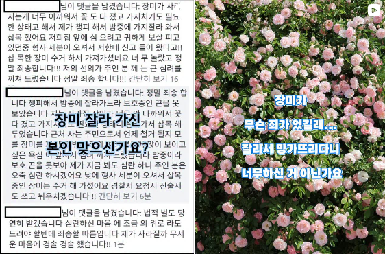 파란 대문 장미 소유주 인스타그램 게시물. 인스타그램 @honghs_rose 캡처