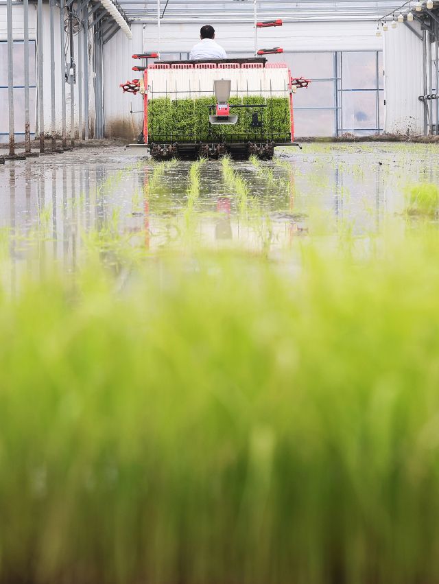 전국 첫 모내기는 '이천' [포토뉴스]