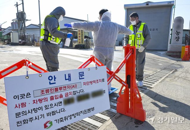 포천시 창수면 한 산란계 농장에서 지난 17일 고병원성 조류인플루엔자(AI)가 확진됐다. 포천에서 AI가 발생한 것은 2021년 2월 이후 5년 만이다. 사진은 18일 오전 살처분이 진행되고 있는 발병 농장 주변에서 출입을 통제하는 방역관계자들. 홍기웅기자