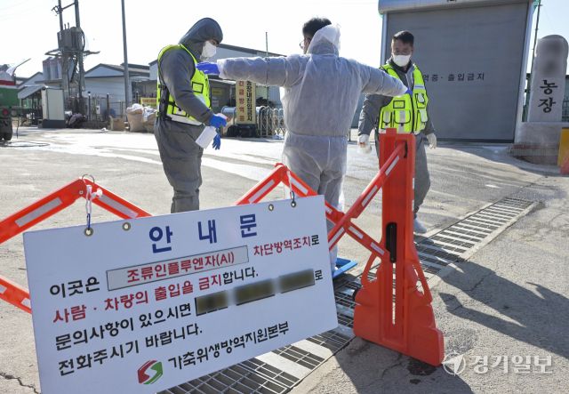 포천시 창수면 한 산란계 농장에서 지난 17일 고병원성 조류인플루엔자(AI)가 확진됐다. 포천에서 AI가 발생한 것은 2021년 2월 이후 5년 만이다. 사진은 18일 오전 살처분이 진행되고 있는 발병 농장 주변에서 출입을 통제하는 방역관계자들. 홍기웅기자