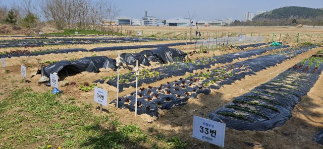 인천환경공단 운북사업소가 20일부터 3월16일까지 영종도 주민을 대상으로 ‘친환경 주말농장’ 무료 분양 신청을 받는다. 인천환경공단 제공