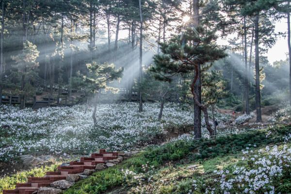 지난해 파주관광사진공모전에서 우수상을 받은 장선애씨의 ‘율곡수목원의 빛내림’. 파주시 제공