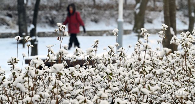 밤사이 눈이 내린 2일 인천 남동구 인천대공원을 찾은 시민들이 눈길을 걷고 있다. 조병석기자