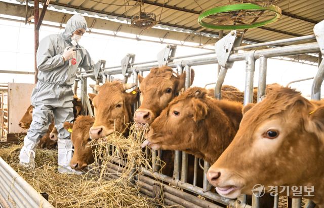 수의사가 구제역 백신을 접종하고 있다. 경기일보DB