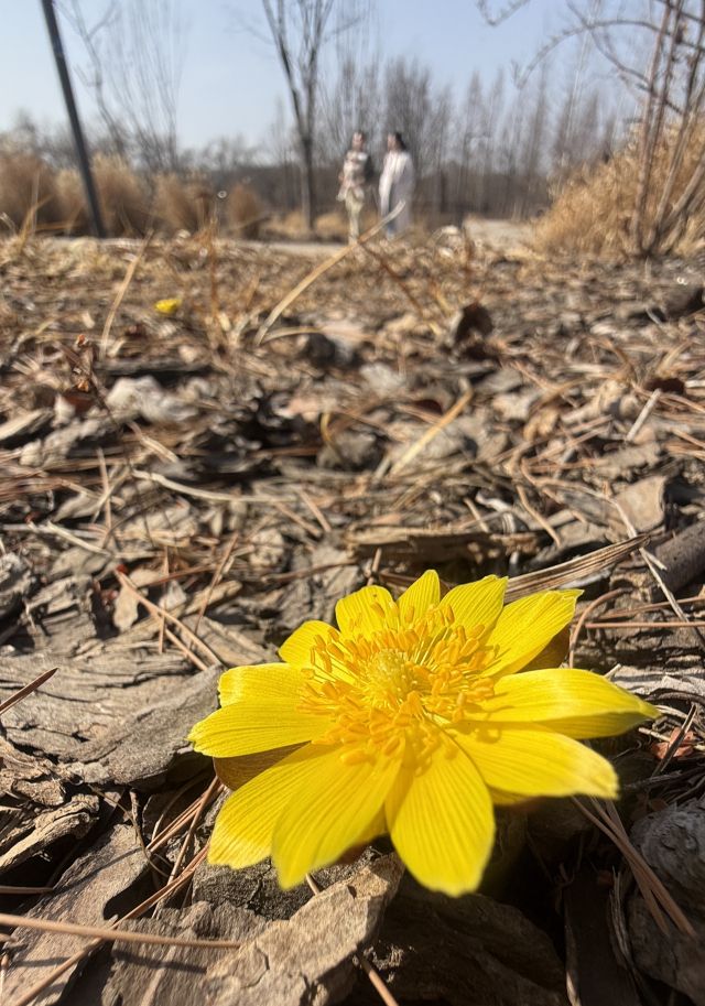 봄기운이 완연한 21일 수원특례시 일월수목원 숲 가장자리에서 복수초가 노란 꽃잎을 펼치고 있다. 이날 낮 기온이 18도 안팎까지 오르며 따뜻한 공기가 감돌자 흙 틈을 비집고 피어난 꽃이 방문객들의 시선을 붙잡았다. 복수초는 이른 봄 가장 먼저 개화하는 대표적인 야생화로 ‘봄의 전령’이라 불린다.조주현기자