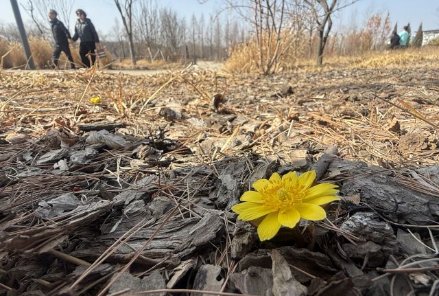 봄기운이 완연한 21일 수원특례시 일월수목원 숲 가장자리에서 복수초가 노란 꽃잎을 펼치고 있다. 이날 낮 기온이 18도 안팎까지 오르며 따뜻한 공기가 감돌자 흙 틈을 비집고 피어난 꽃이 방문객들의 시선을 붙잡았다. 복수초는 이른 봄 가장 먼저 개화하는 대표적인 야생화로 ‘봄의 전령’이라 불린다.조주현기자