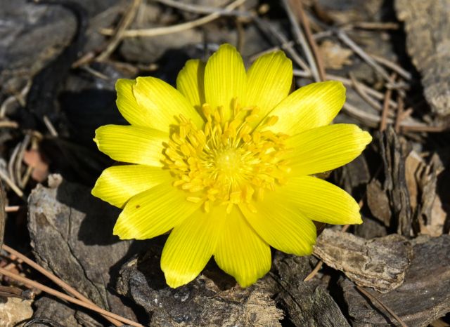 봄기운이 완연한 21일 수원특례시 일월수목원 숲 가장자리에서 복수초가 노란 꽃잎을 펼치고 있다. 이날 낮 기온이 18도 안팎까지 오르며 따뜻한 공기가 감돌자 흙 틈을 비집고 피어난 꽃이 방문객들의 시선을 붙잡았다. 복수초는 이른 봄 가장 먼저 개화하는 대표적인 야생화로 ‘봄의 전령’이라 불린다.조주현기자