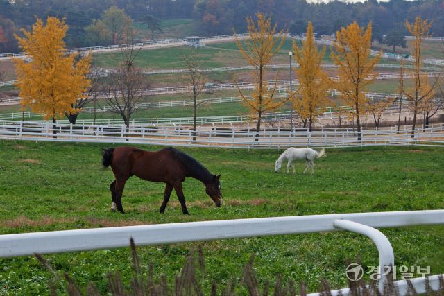 고양특례시 덕양구에 위치한 원당 종마목장(렛츠런팜 원당) 전경. 경기일보DB