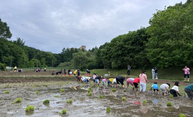 인천도시공사(iH) 임직원들이 지난 2025년 4월25일 농가 일손 돕기 봉사활동을 펼치고 있다. iH 제공