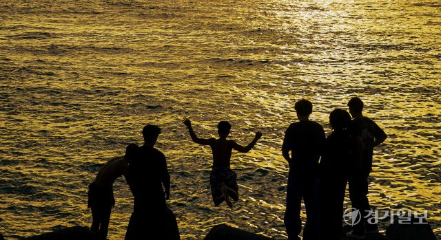 금빛 물결 바닷가를 향해~ '풍덩' [포토뉴스]