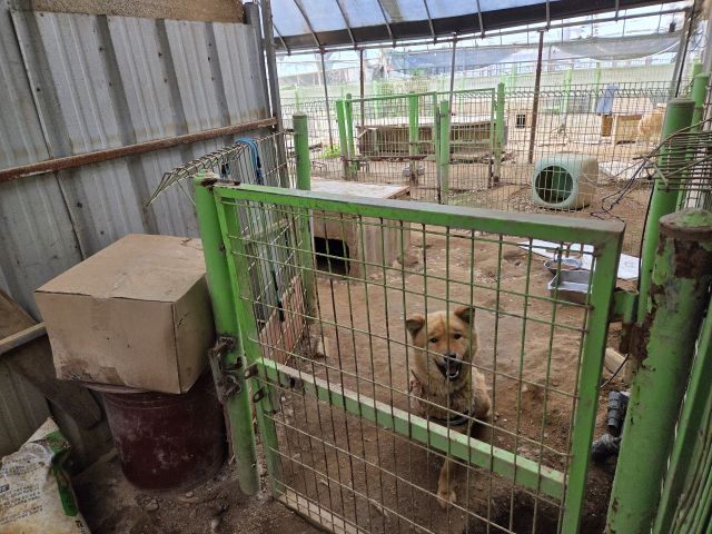 인천 유기동물 보호소에서 보호 중인 유기동물. 경기일보DB