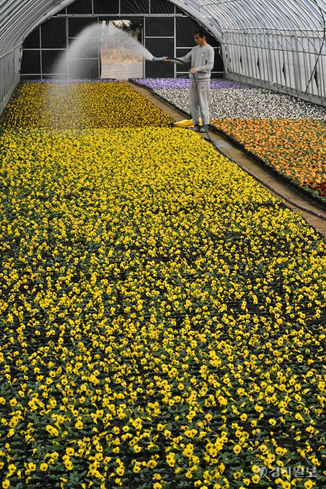 5일 오전 화성특례시 매송면 영월농원 비닐하우스에서 농부가 출하를 앞둔 다양한 색상의 비올라 꽃을 돌보고 있다. 농장주 유씨는 “재료비와 인건비, 연료비 등은 모두 올랐는데 꽃 판매량만 반토막”이라며 화훼농가의 어려움을 호소했다. 김시범기자