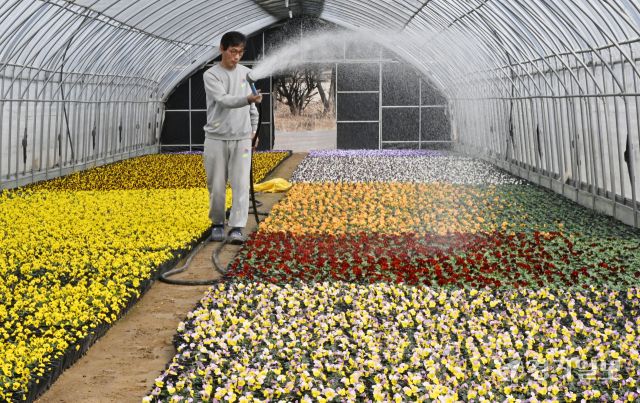 5일 오전 화성특례시 매송면 영월농원 비닐하우스에서 농부가 출하를 앞둔 다양한 색상의 비올라 꽃을 돌보고 있다. 농장주 유씨는 “재료비와 인건비, 연료비 등은 모두 올랐는데 꽃 판매량만 반토막”이라며 화훼농가의 어려움을 호소했다. 김시범기자