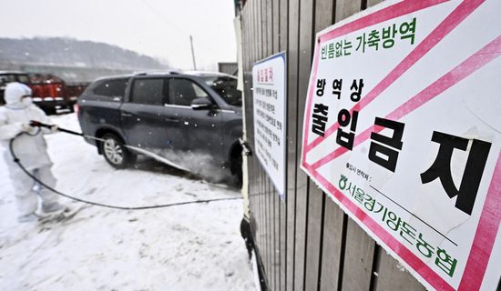 당국이 아프리카돼지열병 발생현장에서 방역작업을 하고 있다. 경기일보DB
