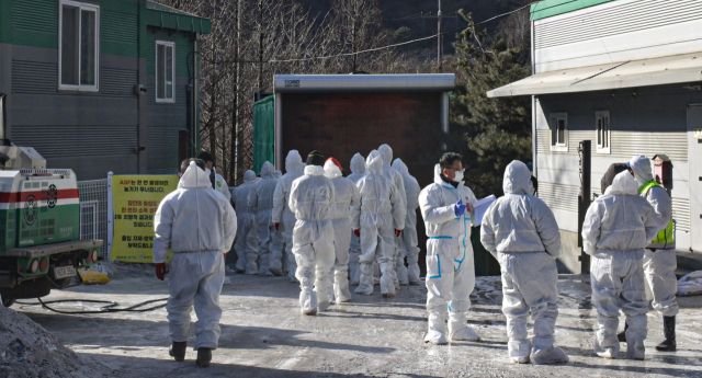 포천 ASF 발생 농가, 살처분 인력 투입 [포토뉴스]