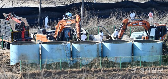 주말사이 경기도 곳곳에서 아프리카돼지열병(ASF)이 확진되면서 방역당국에 비상이 걸렸다. 8일 오후 화성특례시 남양읍 한 ASF 발생 돼지농장에서 관계자들이 살처분 준비작업을 하고 있다. 김시범기자