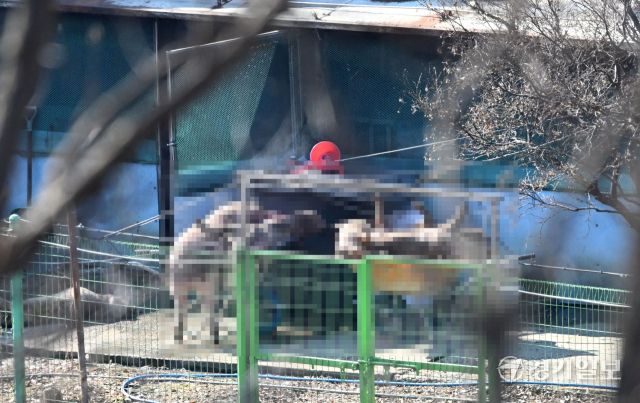 주말사이 경기도 곳곳에서 아프리카돼지열병(ASF)이 확진되면서 방역당국에 비상이 걸렸다. 8일 오후 화성특례시 남양읍 한 ASF 발생 돼지농장에서 관계자들이 살처분을 하고 있다. 김시범기자