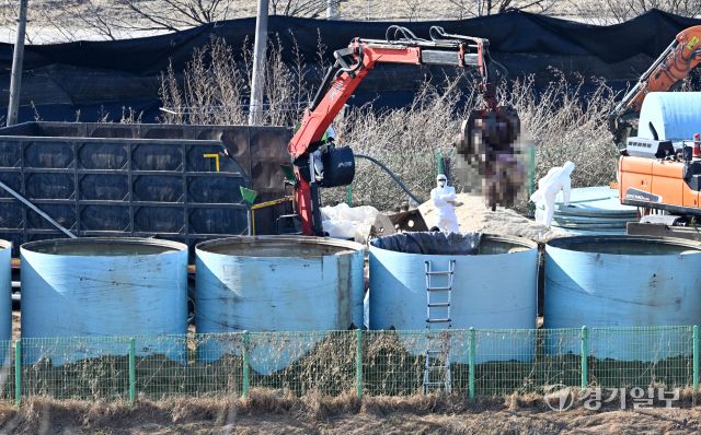 주말사이 경기도 곳곳에서 아프리카돼지열병(ASF)이 확진되면서 방역당국에 비상이 걸렸다. 8일 오후 화성특례시 남양읍 한 ASF 발생 돼지농장에서 관계자들이 살처분을 하고 있다. 김시범기자