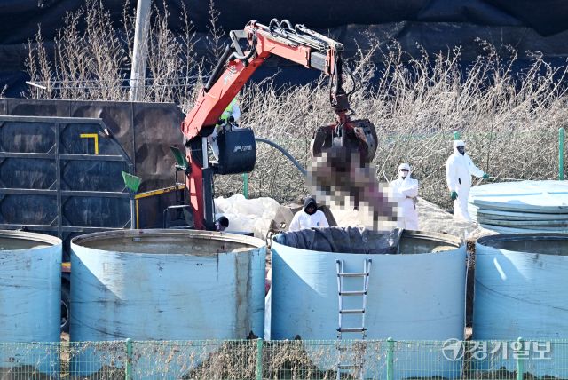 주말사이 경기도 곳곳에서 아프리카돼지열병(ASF)이 확진되면서 방역당국에 비상이 걸렸다. 8일 오후 화성특례시 남양읍 한 ASF 발생 돼지농장에서 관계자들이 살처분을 하고 있다. 김시범기자