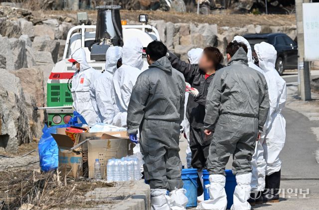 고병원성 조류인플루엔자(AI)가 확진된 포천시 신북면의 한 산란계 농가에서 10일 오전 방역 관계자들이 살처분 작업을 위해 농장으로 진입하고 있다. 방역당국은 이날 산란계 11만마리에 대한 살처분을 진행했다. 김시범기자