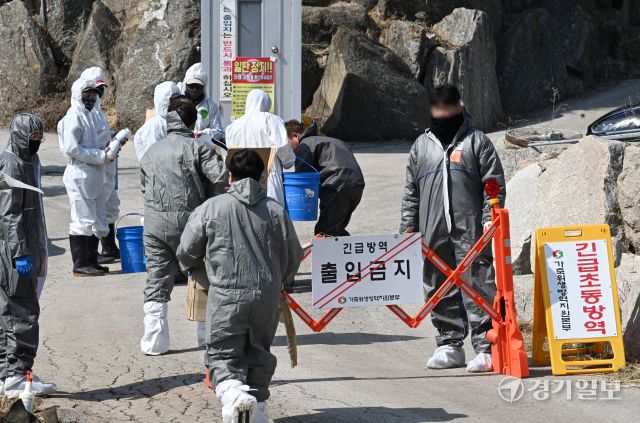 고병원성 조류인플루엔자(AI)가 확진된 포천시 신북면의 한 산란계 농가에서 10일 오전 방역 관계자들이 살처분 작업을 위해 농장으로 진입하고 있다. 방역당국은 이날 산란계 11만마리에 대한 살처분을 진행했다. 김시범기자