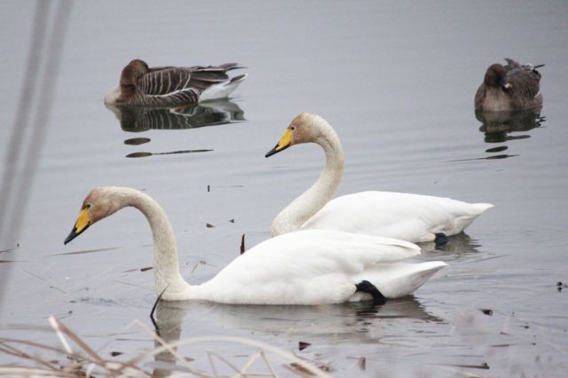 의왕 왕송호수에서 포착된 천연기념물 큰 고니(백조). 의왕도시공사 제공