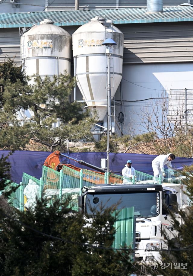 고병원성 조류인플루엔자(AI)가 확진된 포천시 신북면의 한 산란계 농가에서 10일 오전 방역 관계자들이 살처분 작업을 하고 있다. 방역당국은 이날 산란계 11만마리에 대한 살처분을 진행했다. 김시범기자