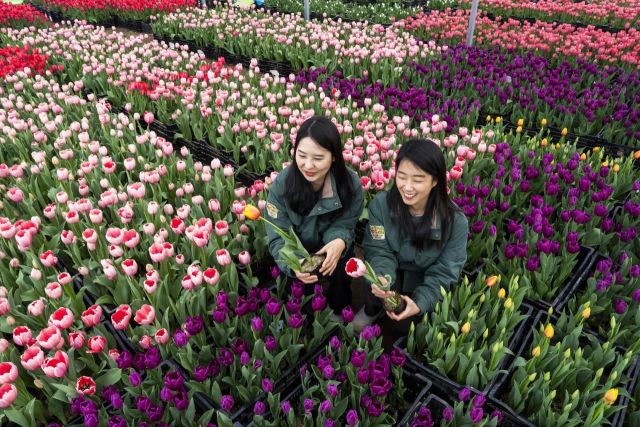 에버랜드 직원들이 10일 튤립축제 개막을 앞두고 튤립 상태를 확인하는 등 봄맞이 준비에 한창이다. 에버랜드 제공