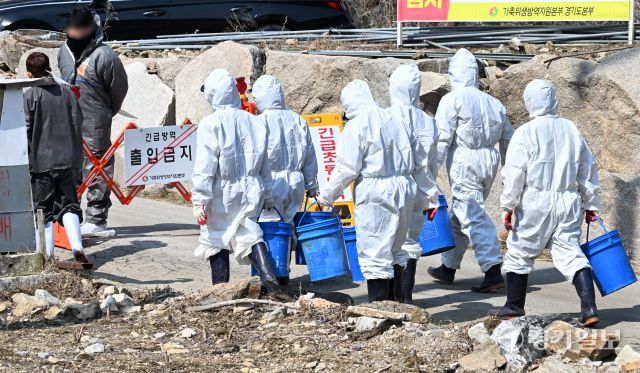 고병원성 조류인플루엔자(AI)가 확진된 포천시 신북면의 한 산란계 농가에서 10일 오전 방역 관계자들이 살처분 작업을 위해 농장으로 진입하고 있다. 방역당국은 이날 산란계 11만마리에 대한 살처분을 진행했다. 김시범기자